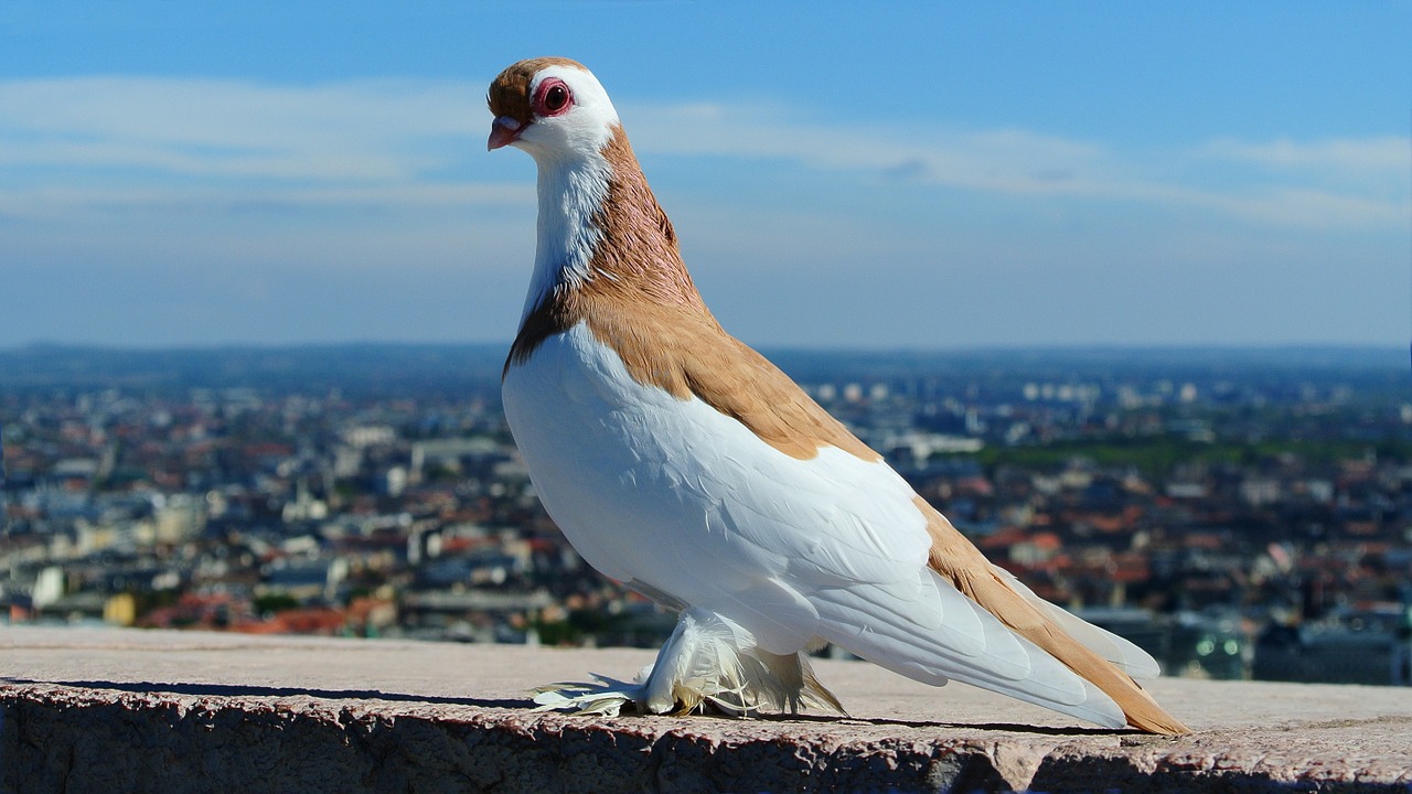 budapest pigeon portrait free photo