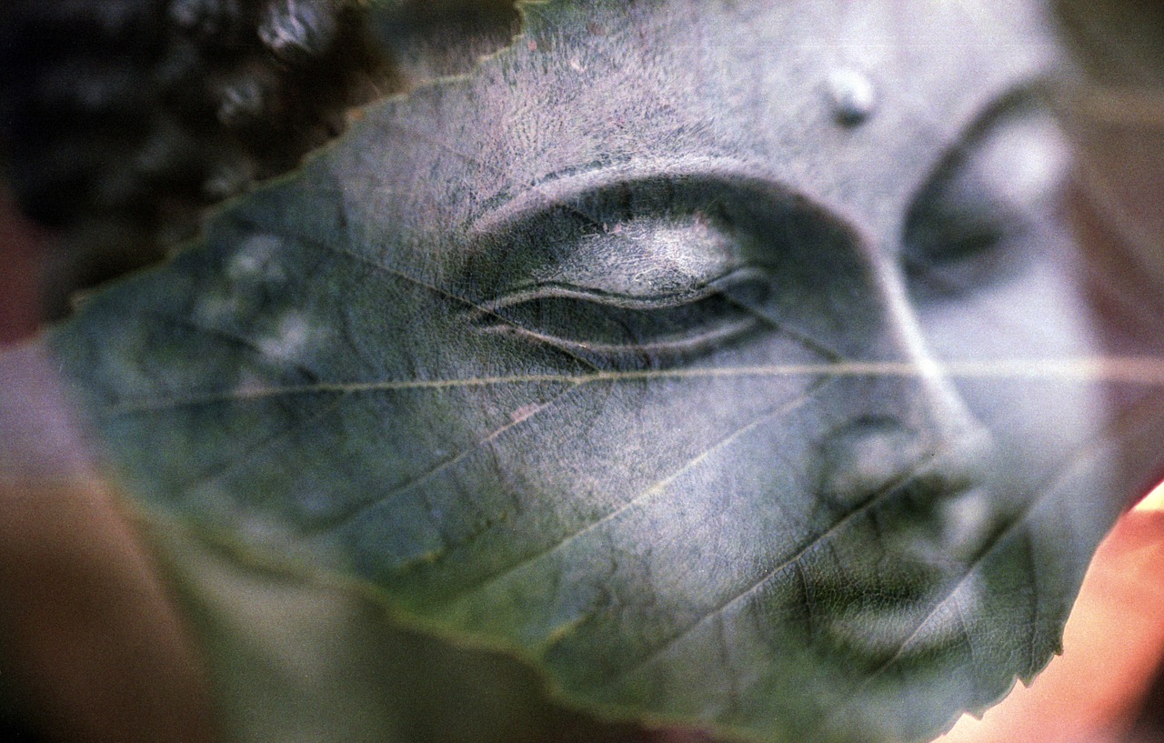 buddha leaf all is one free photo