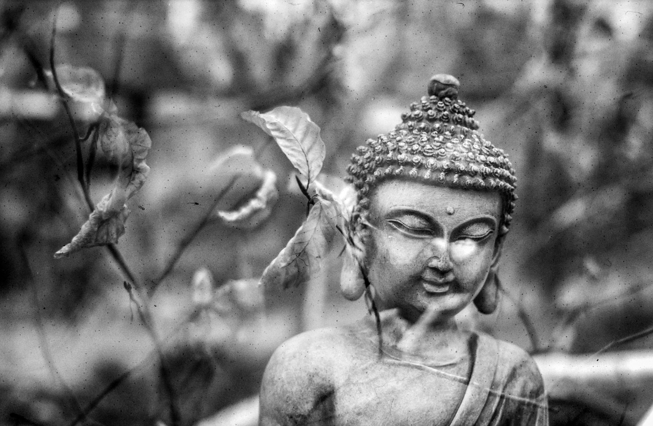 buddha leaf meditation free photo
