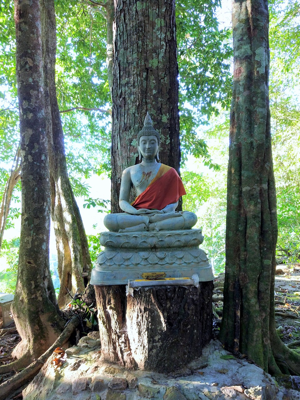 buddha tree temple free photo