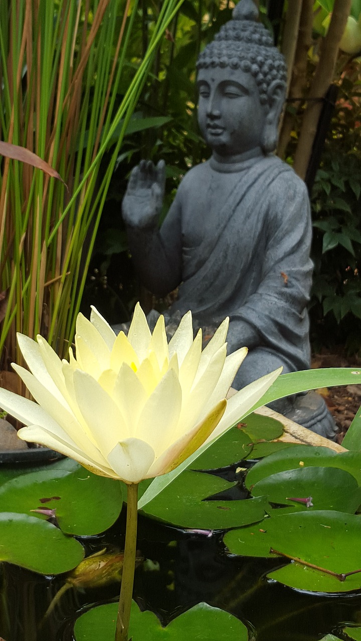 buddha water lily free photo