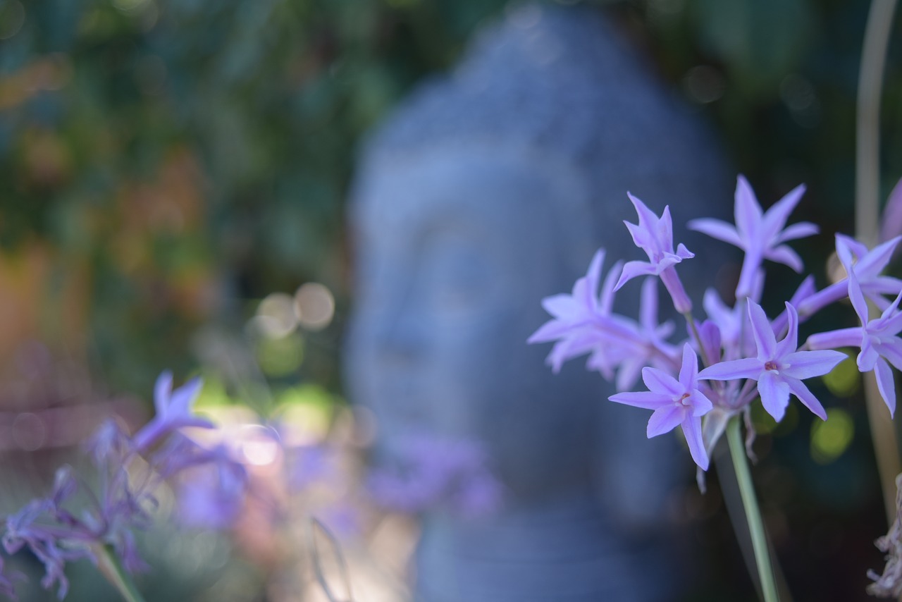 buddha depth of field lavender free photo
