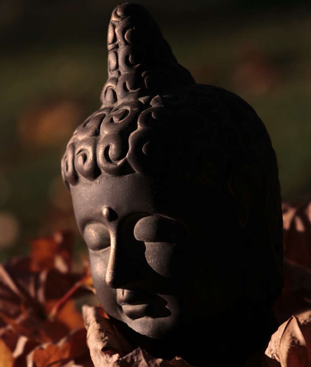 buddha  buddha figure  head free photo