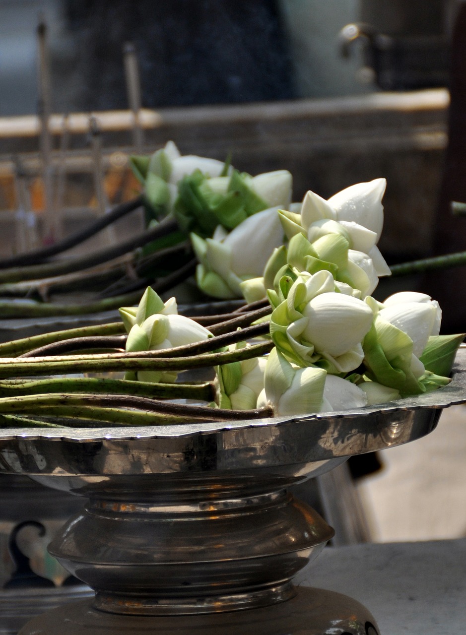 buddhism lotus religion free photo