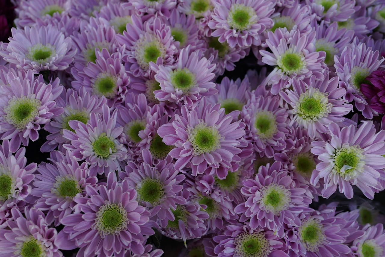 budding daisy green free photo