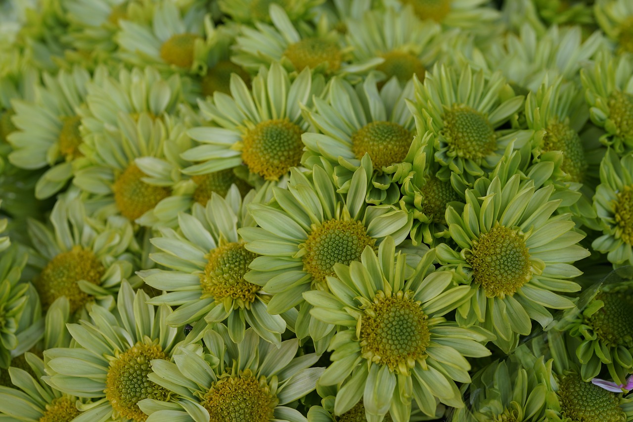 budding daisy green free photo