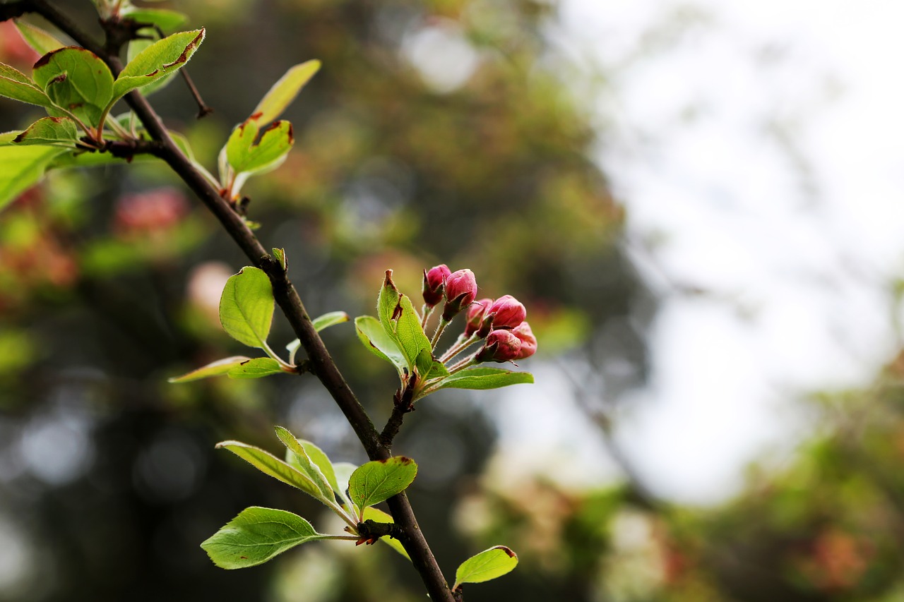 budding  spring  tree free photo