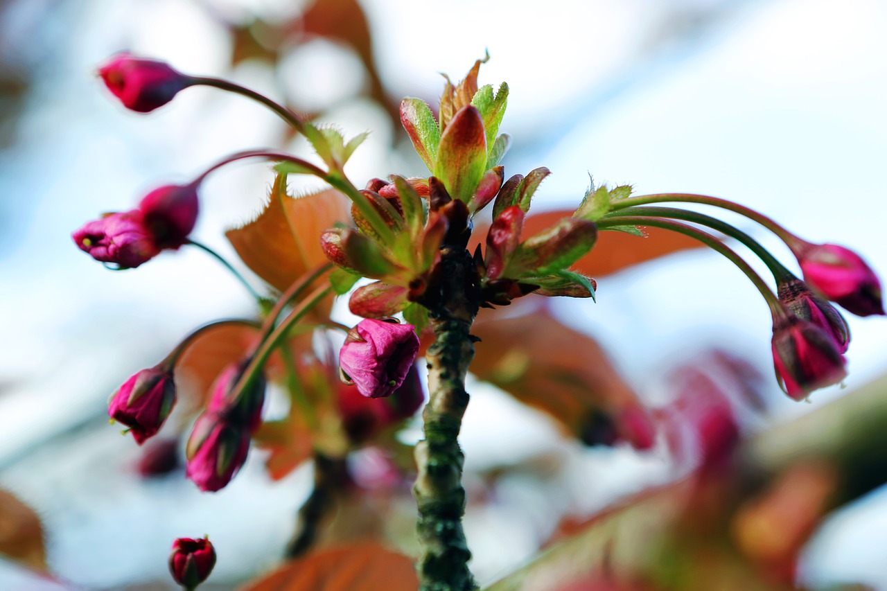 budding  spring  bud free photo