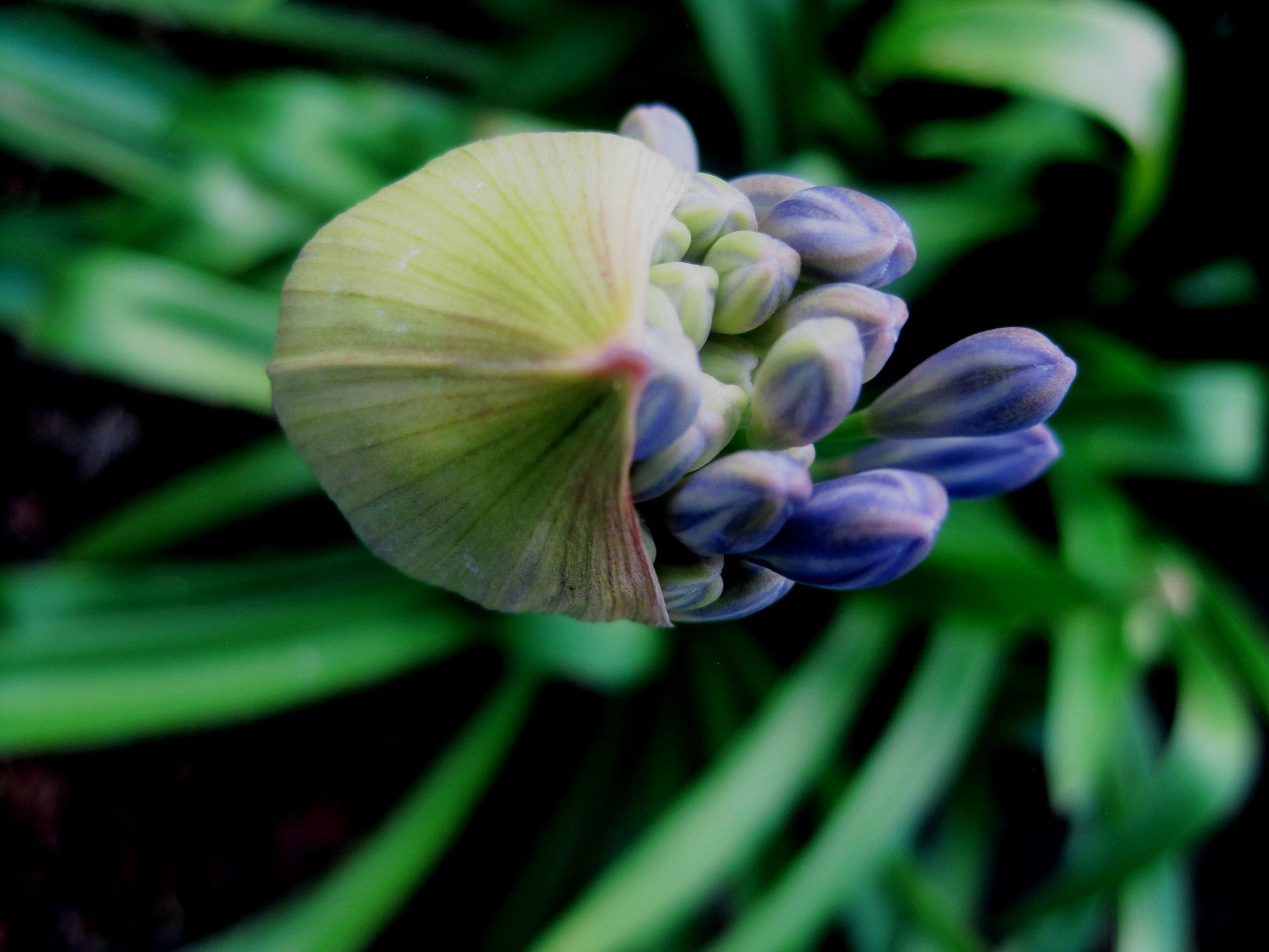 flower buds opening free photo