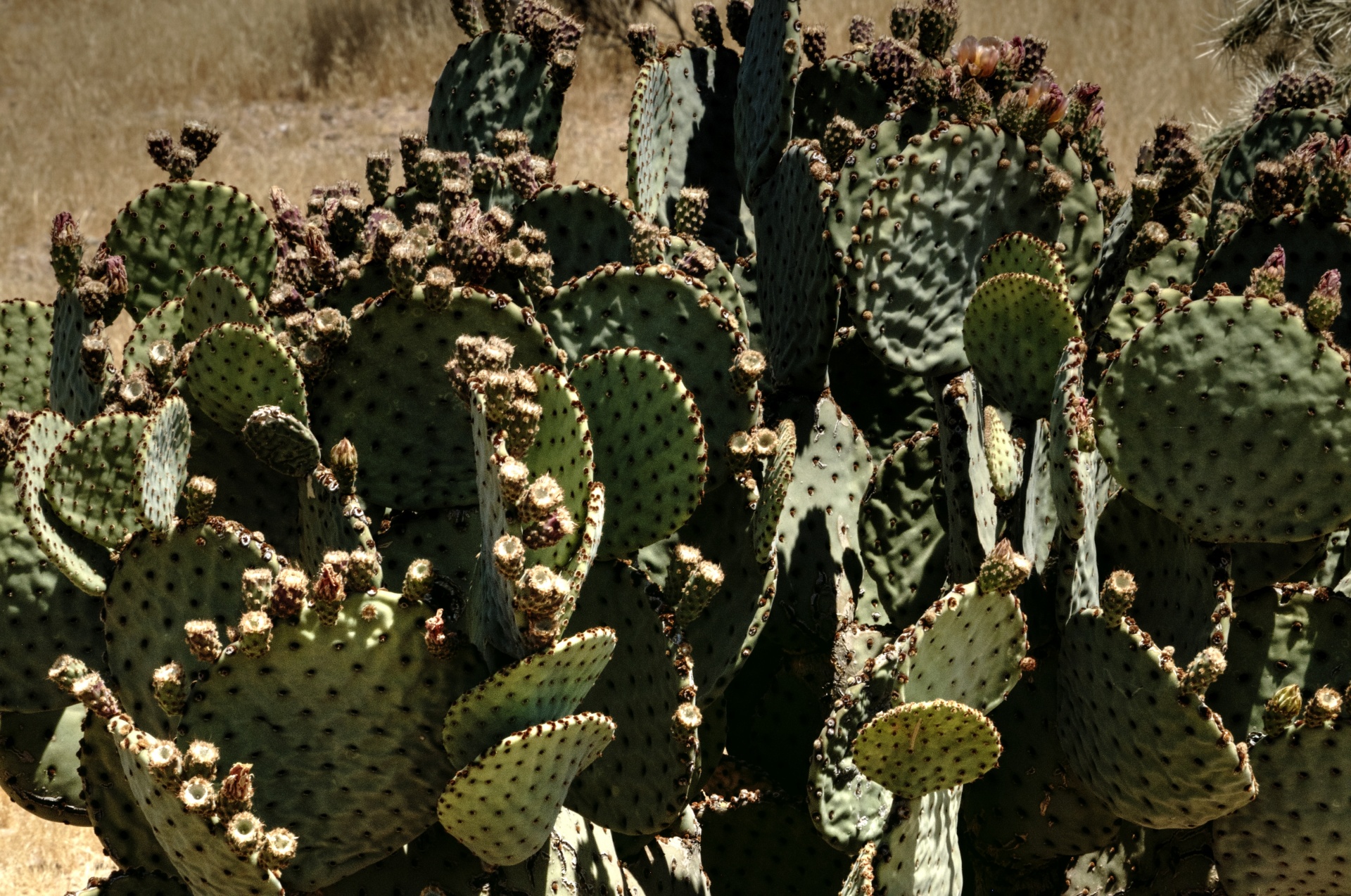 cactus cacti bud free photo