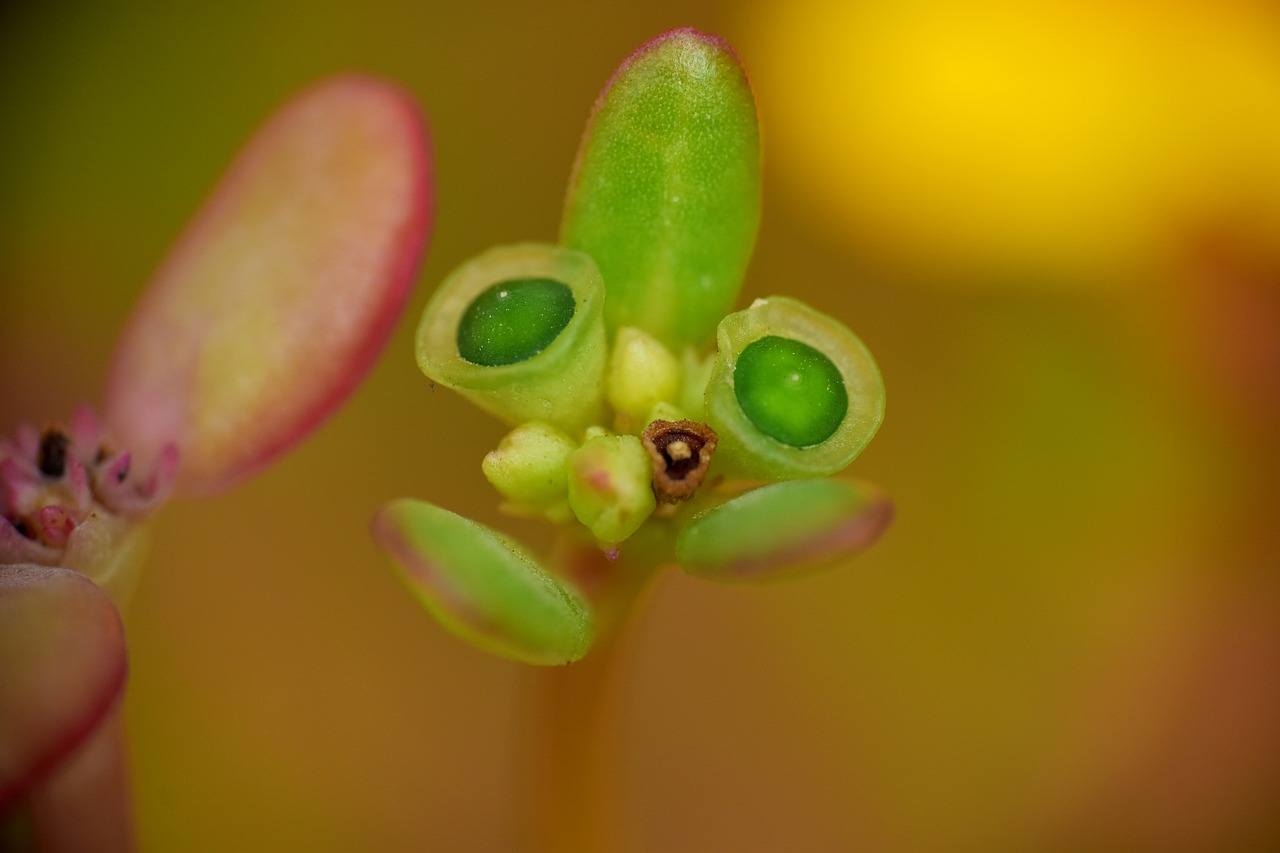 budding leaf  budding shoot  buds free photo