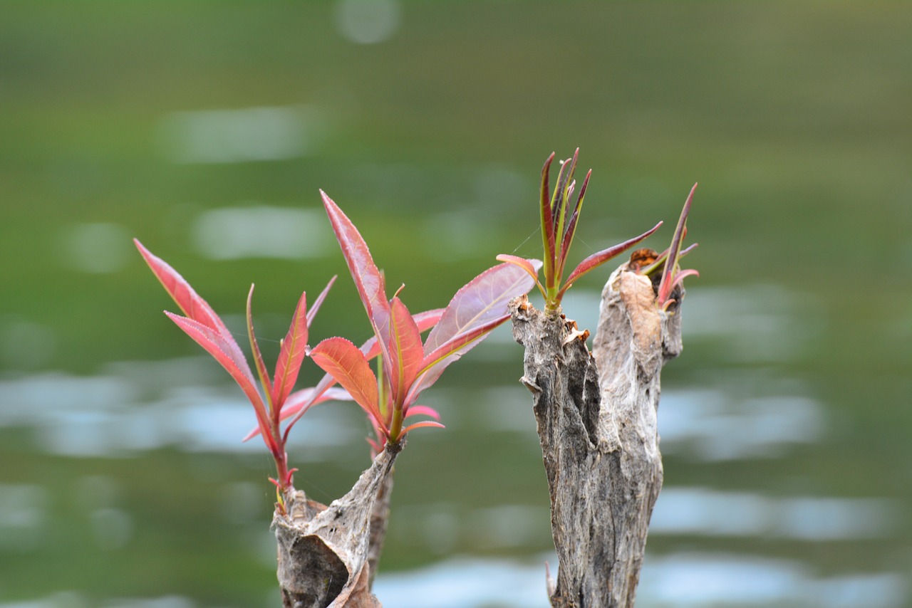 budding leave relax ta tai free photo