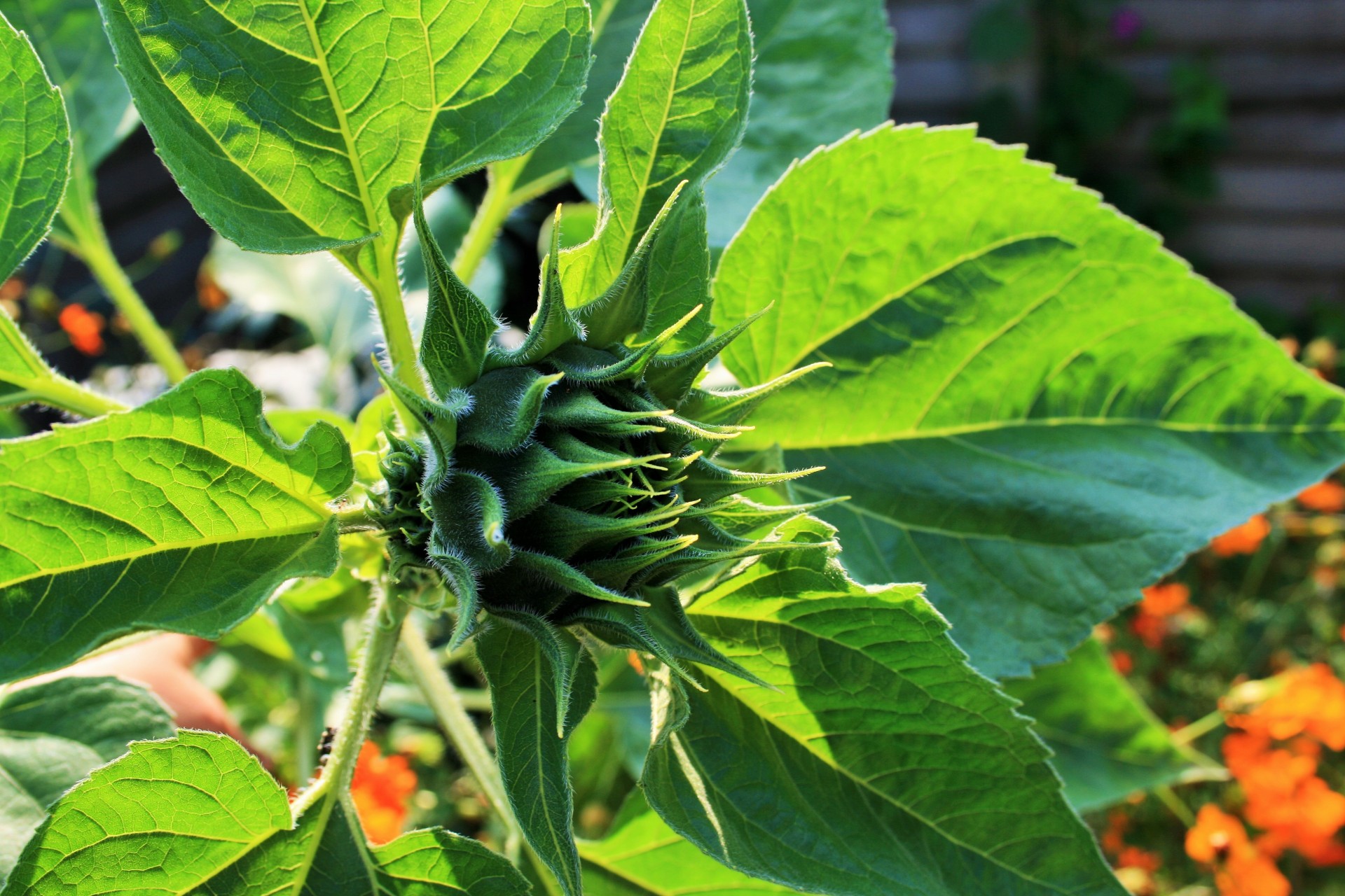 flower sunflower bud free photo