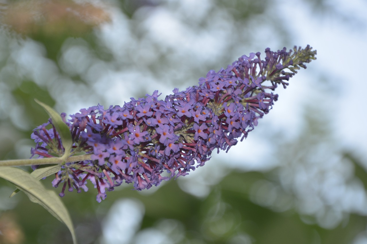 buddleia butterfly purple free photo