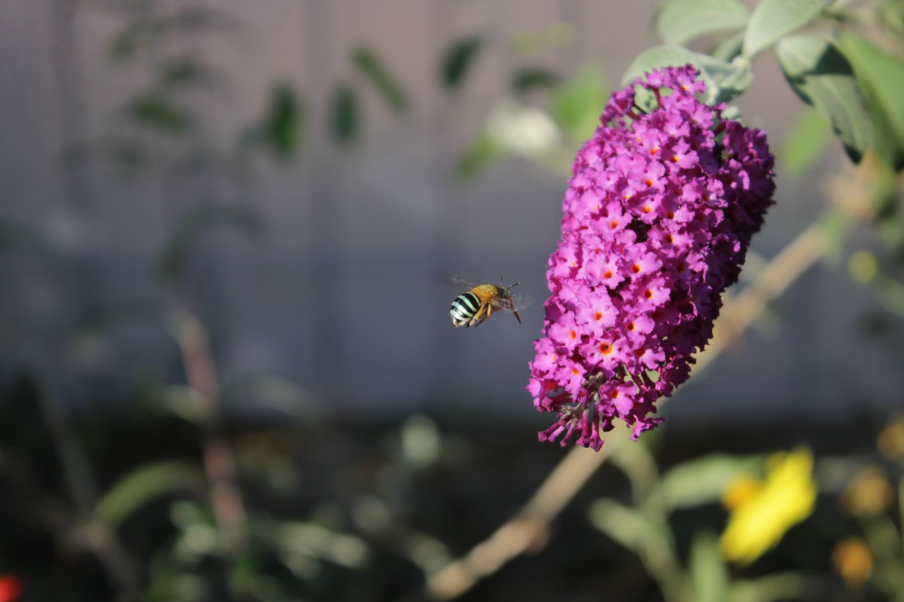 buddleia flower bee free photo