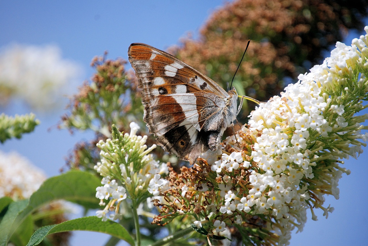 buddleia wildflower flower free photo