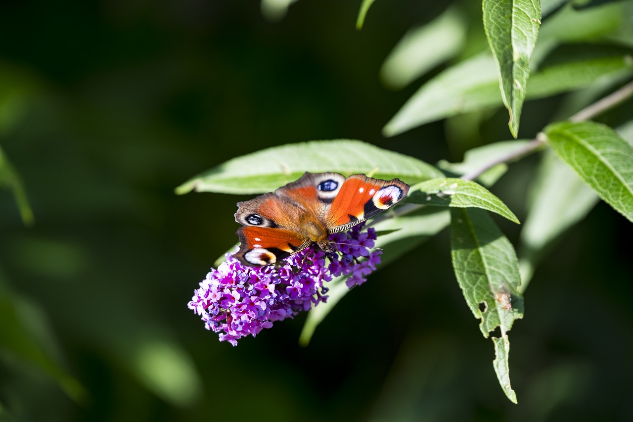 buddleja davidii summer lilac butterfly free photo