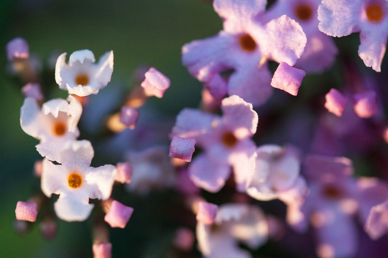 buddleja davidii butterfly bush lilac free photo