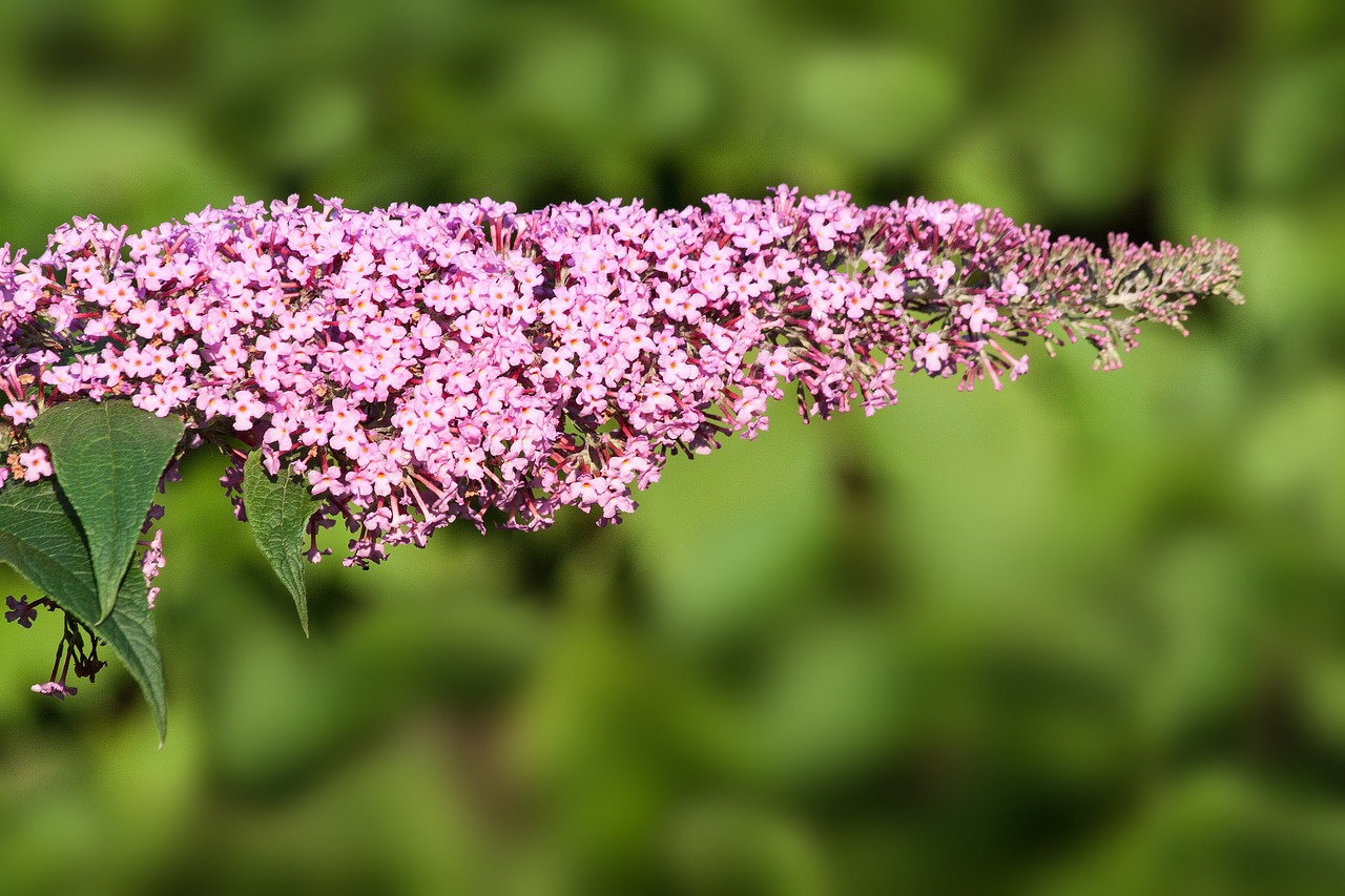 buddleja davidii butterfly bush lilac free photo