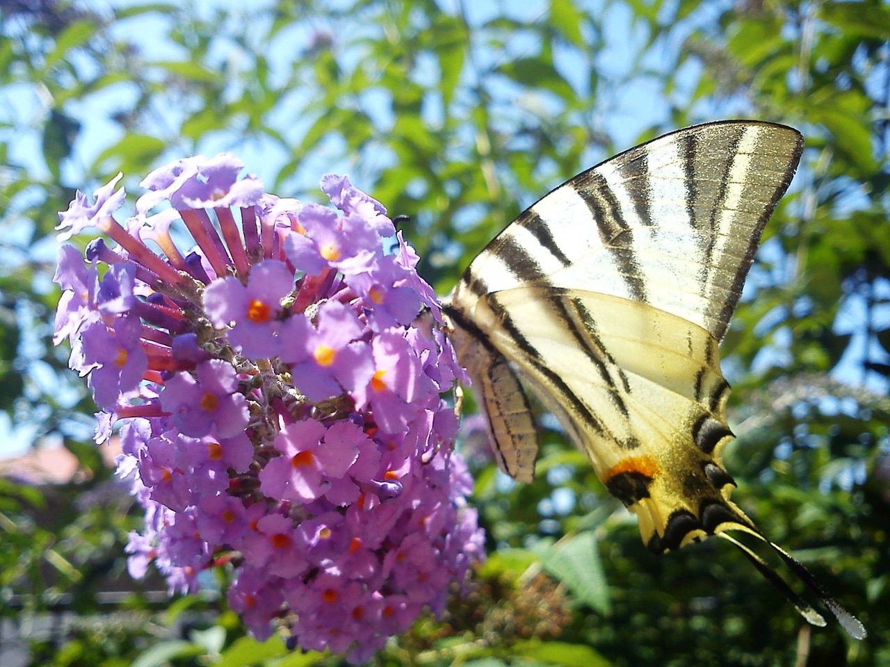 buddleja davidii flower butterfly free photo