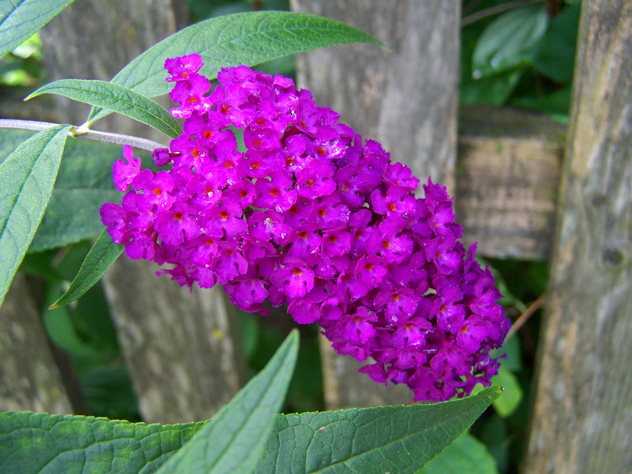 buddleja davidii purple summer flower garden free photo