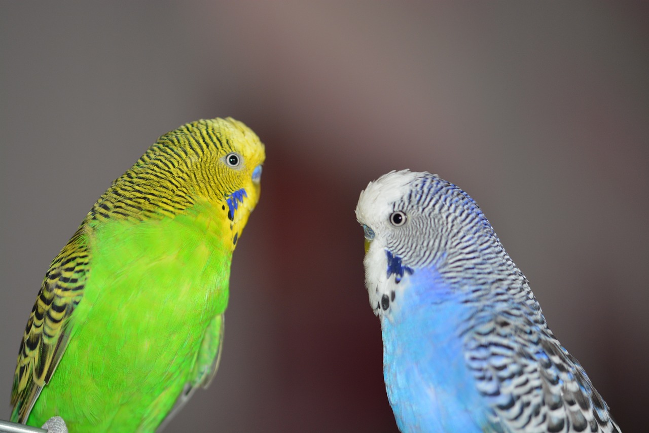 budgerigars blue bird free photo