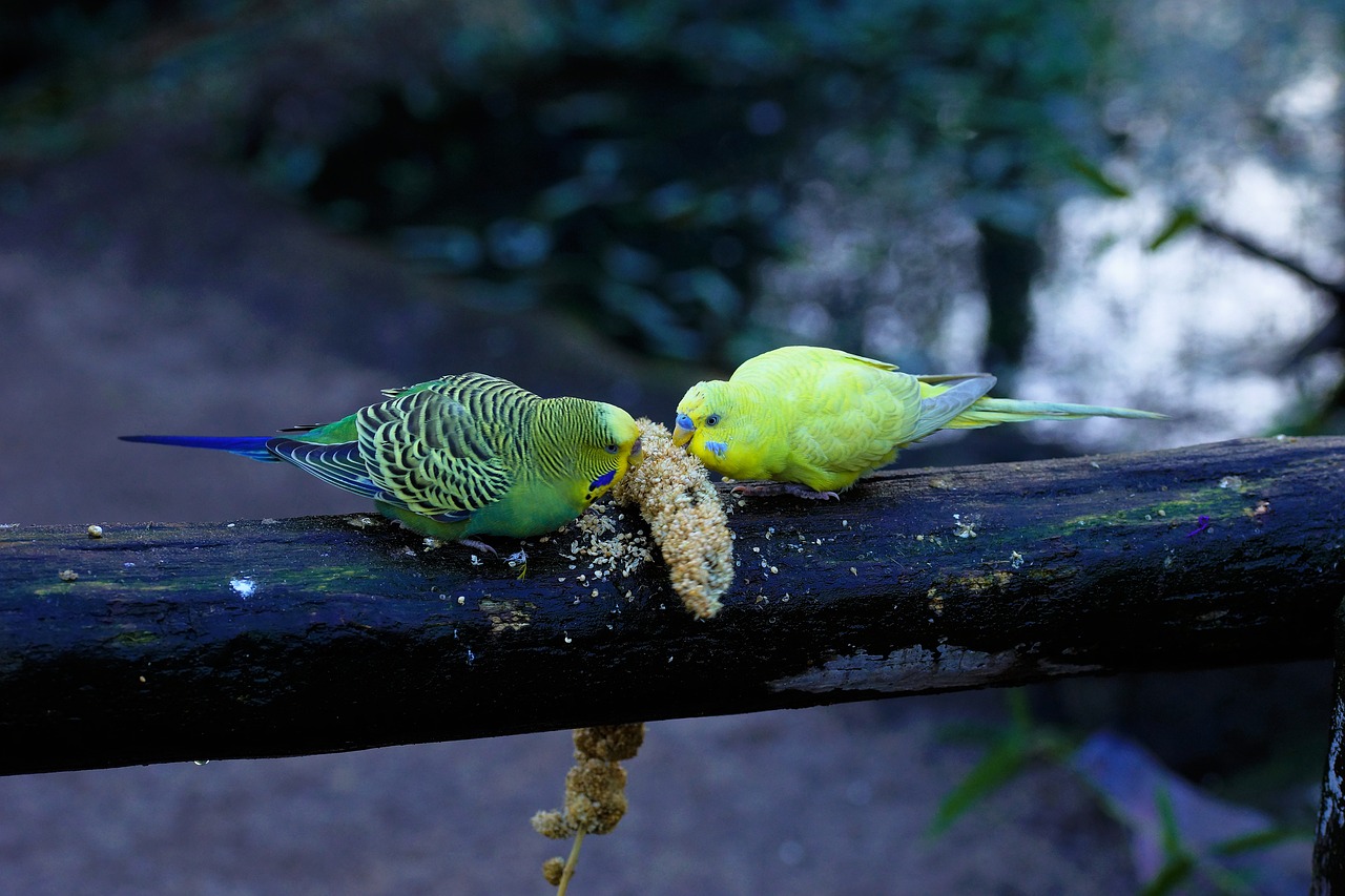 budgerigars nature bird free photo