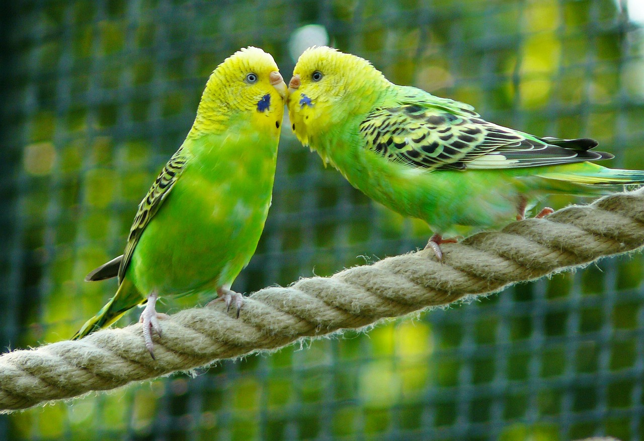 budgerigars birds parakeets free photo