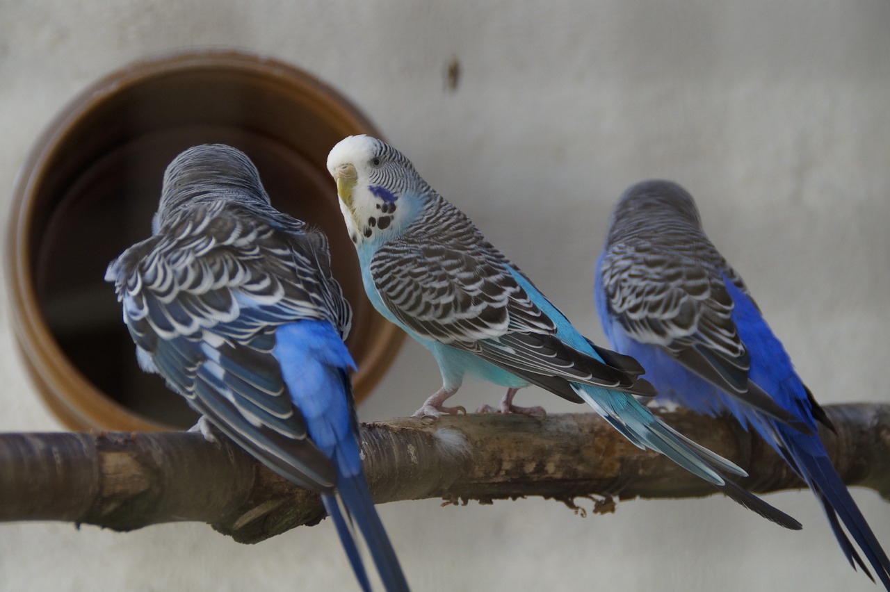 budgerigars parakeets pets free photo