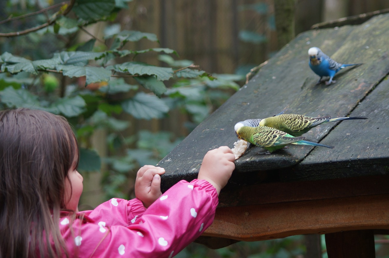 budgerigars canaries birds free photo