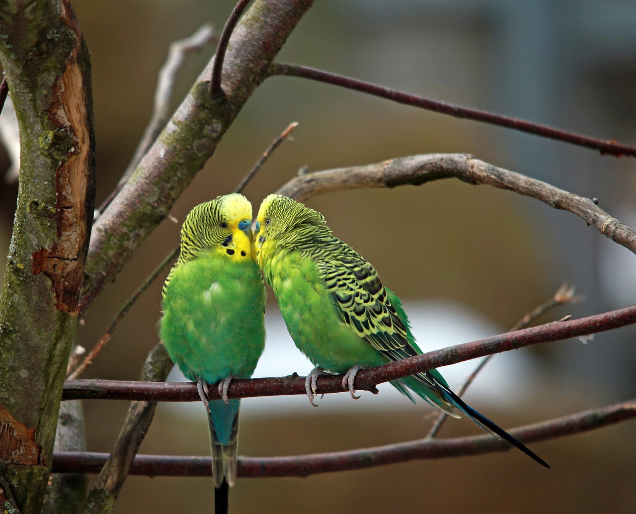 budgerigars pair green bird free photo