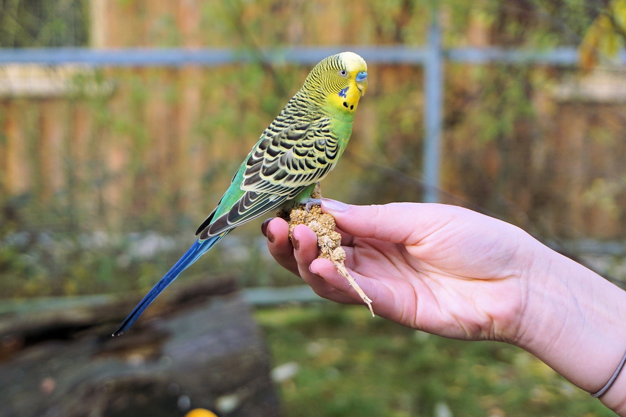 budgie budgerigar on the hand feeding free photo