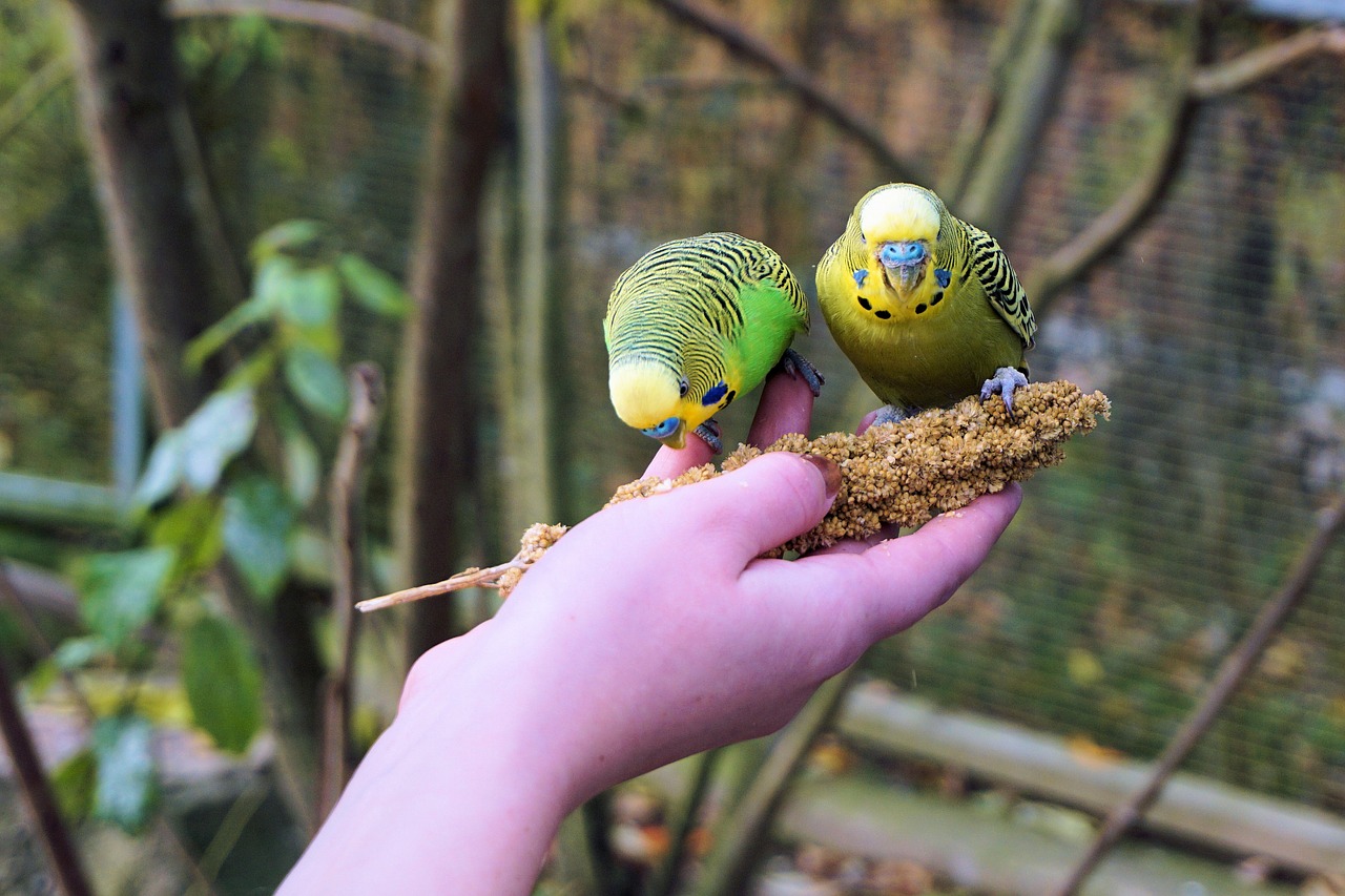 budgie budgerigar on the hand feeding free photo