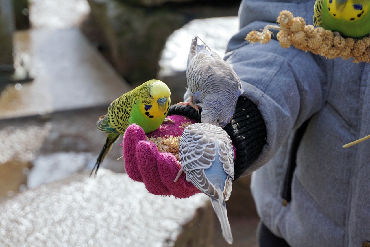 budgie bird animal free photo