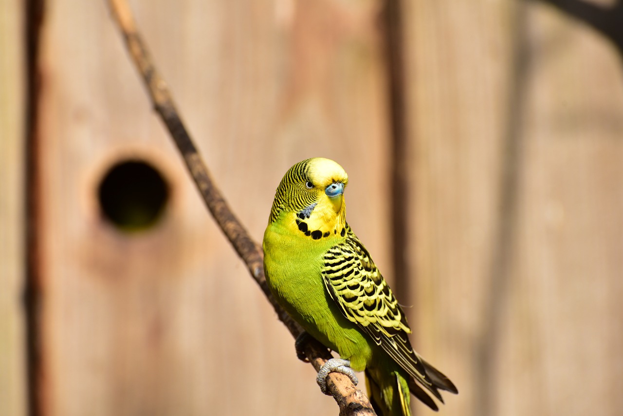 budgie green bird free photo