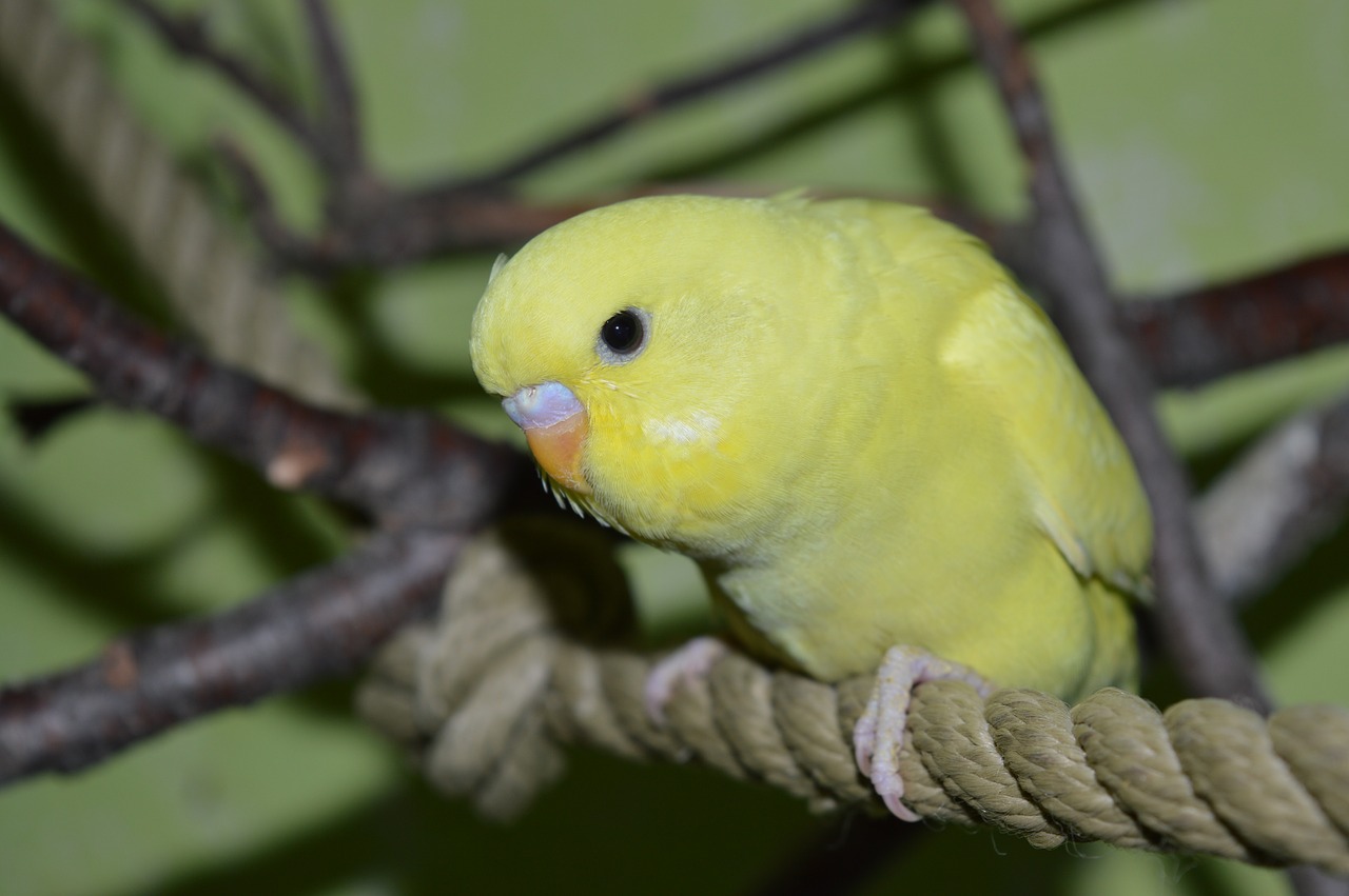 budgie ziervogel yellow free photo