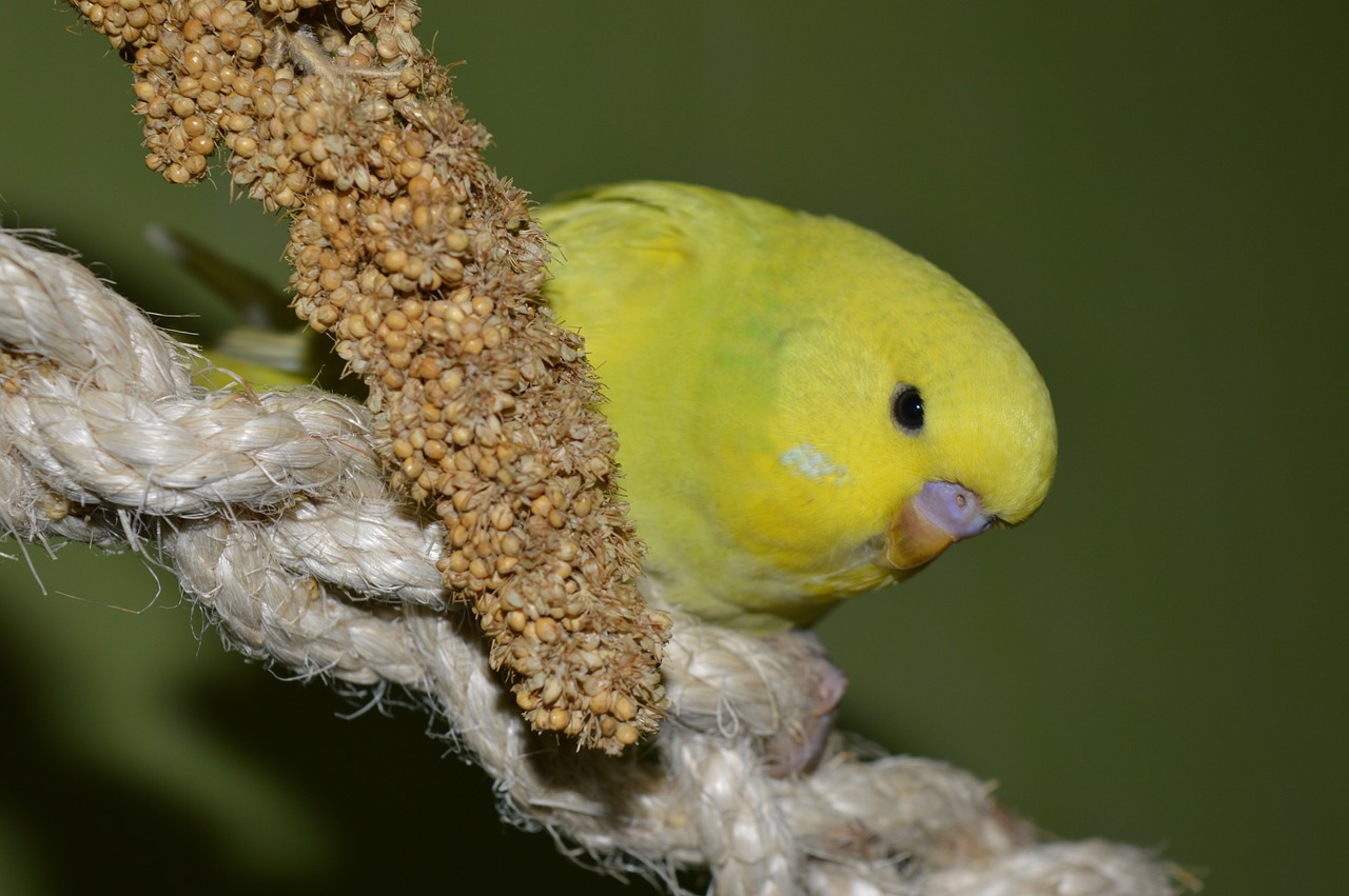 budgie millet kolbe eat free photo