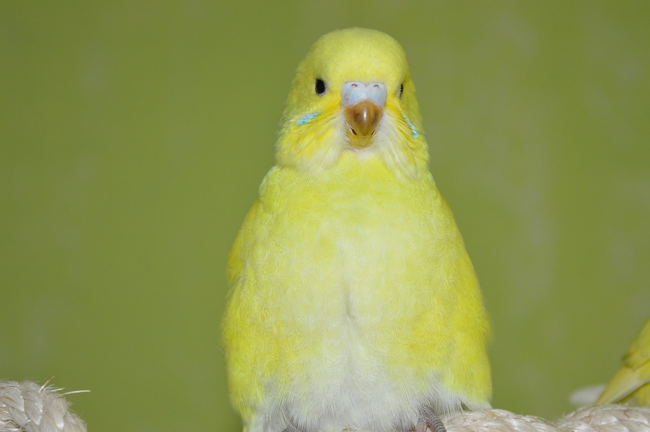 budgie yellow ziervogel free photo