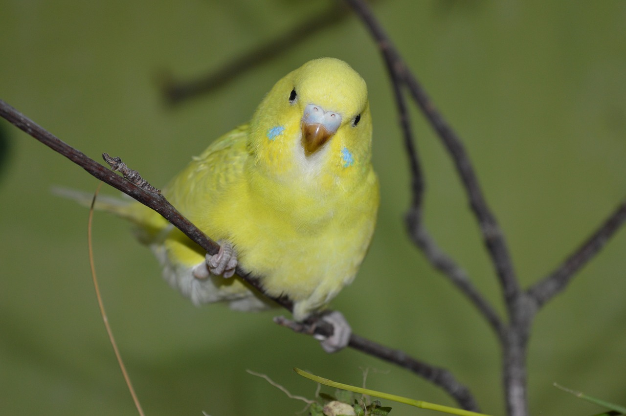 budgie yellow ziervogel free photo