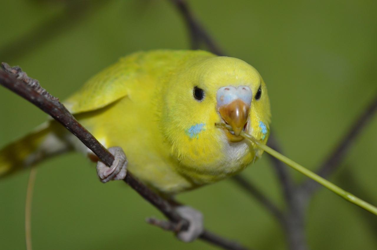 budgie curious eat free photo