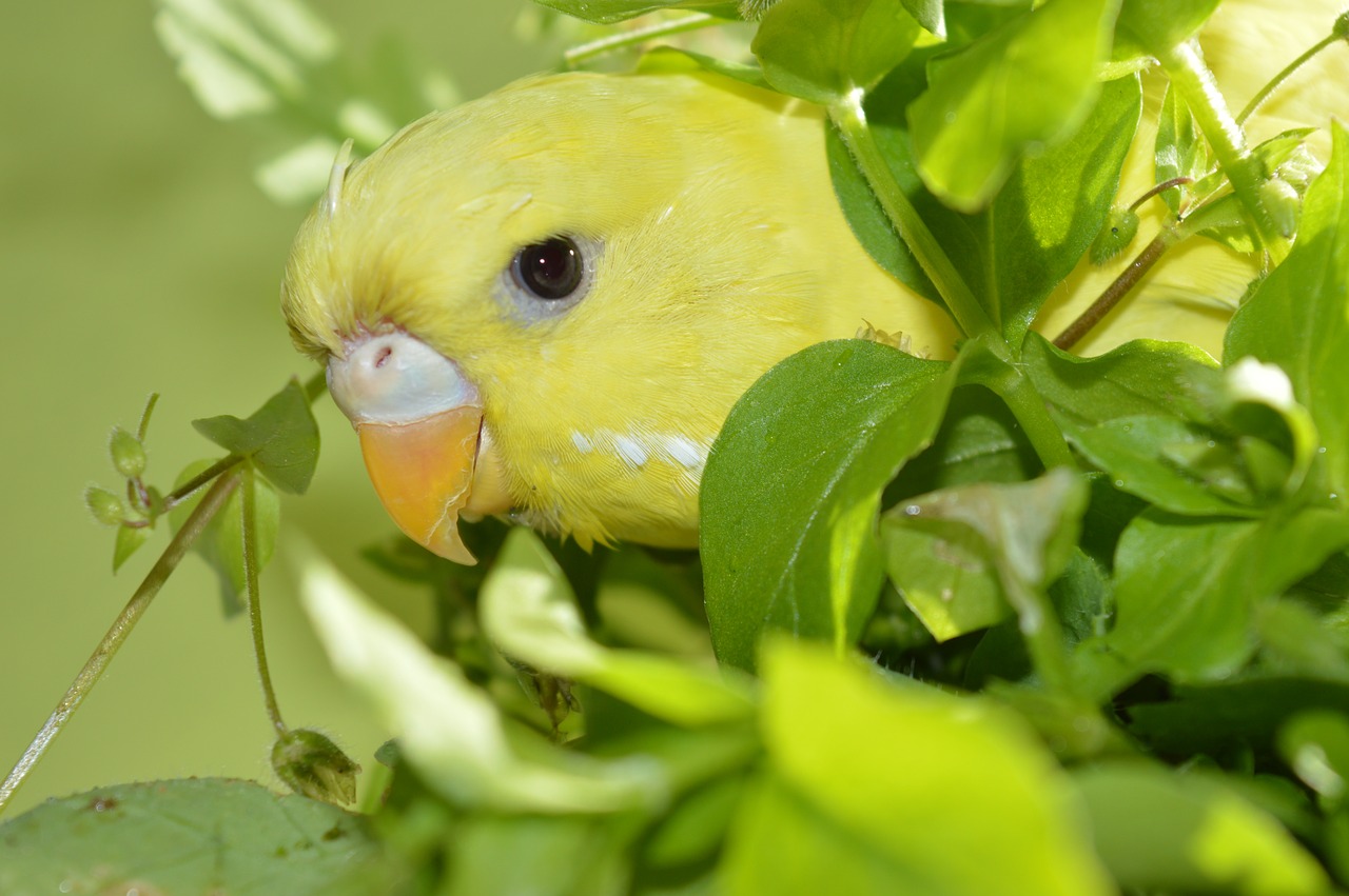 budgie eat green free photo