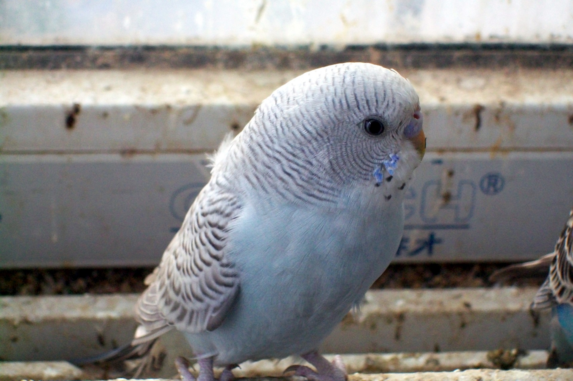 animals budgie parakeet free photo