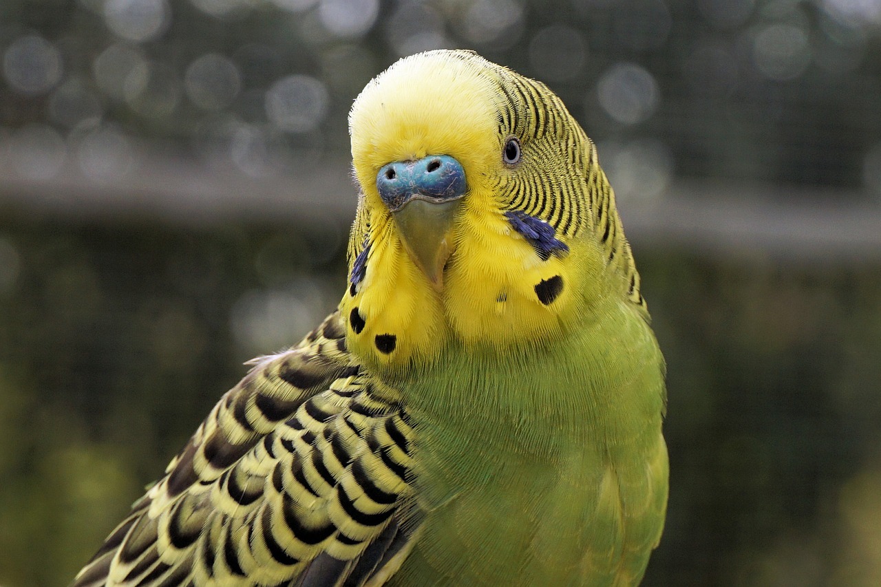 budgie bird animal free photo