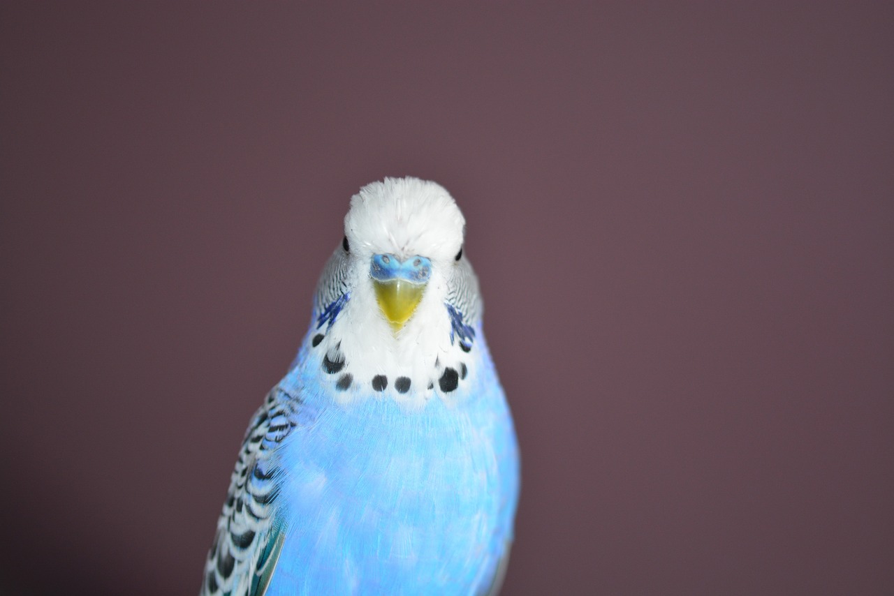 budgie blue bird free photo