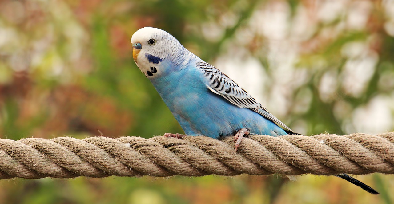 Budgie,bird,blue,white,blue and white budgie - free image from