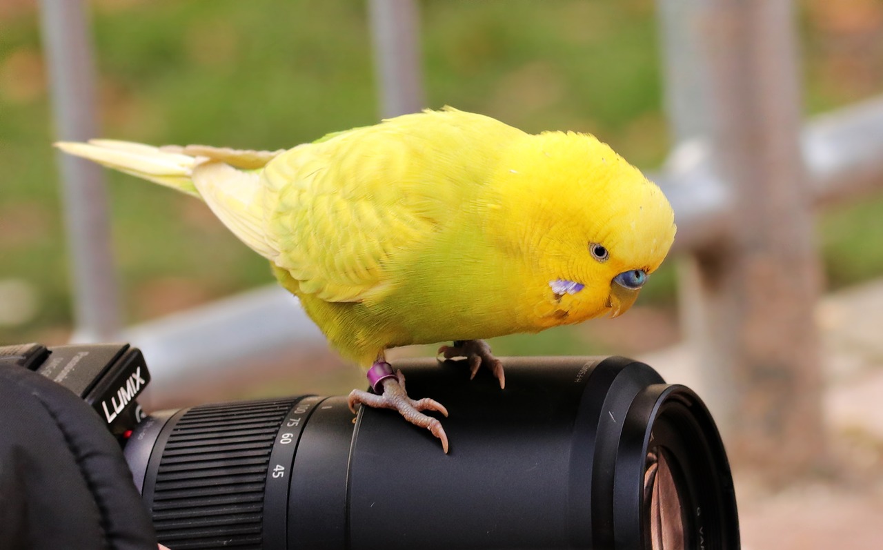 budgie bird yellow free photo