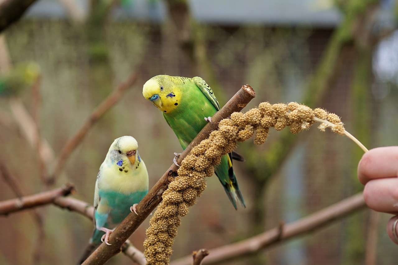 budgie bird parakeet free photo