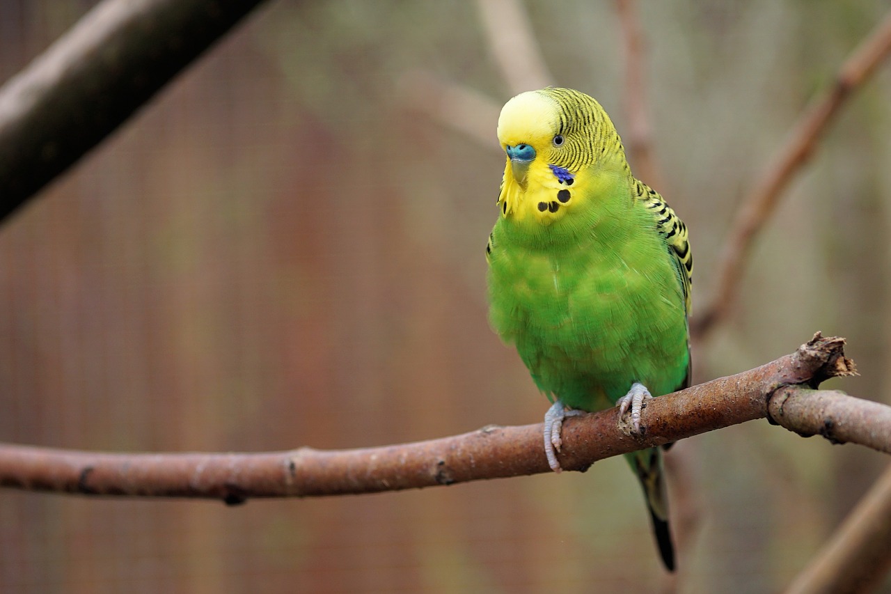 budgie bird parakeet free photo