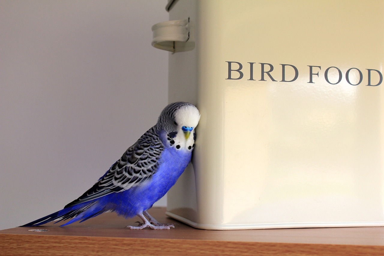 budgie blue bird free photo