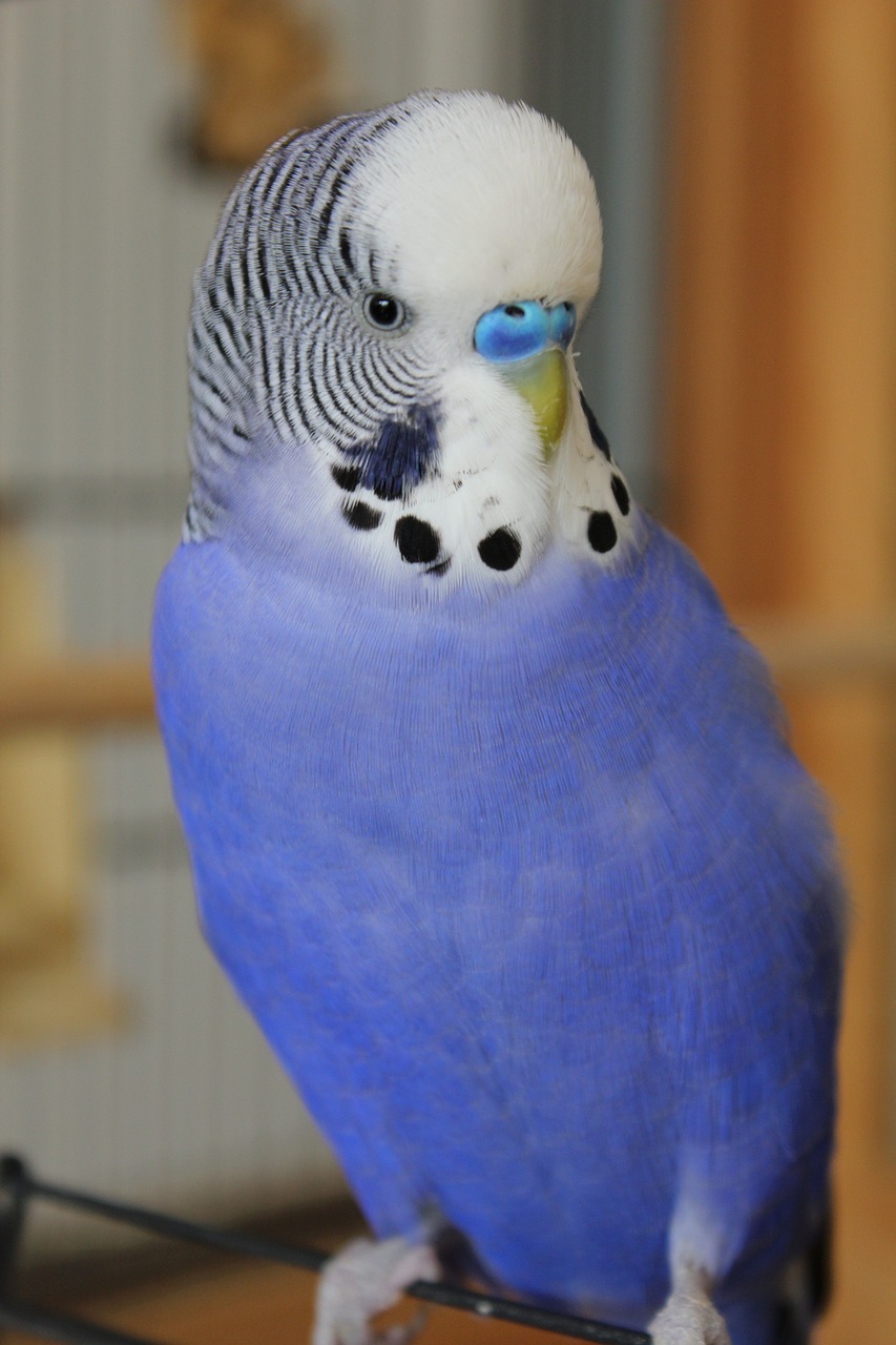 budgie blue parakeet free photo